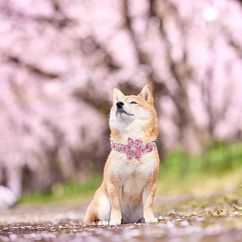 Cute Pink Flowers Print Dog Collar, Soft Adjustable Pet Collar with Metal Buckle Gift for X-Large Dogs