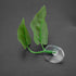 Fudax Artificial Leaf for Betta, Suction Cup Looking Artificial Plant Leaf for Aquariums Supply