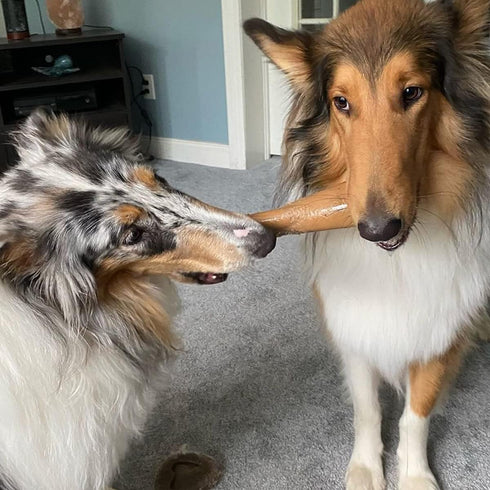Barkbox Super Chewer Tough Dog Chew Toys for Aggressive Chewers, Dental Stimulating (Bacon Bone - Small)