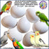 7 Dummy DummyEggs Cockatiel Bird Eggs Stop Brooding Laying! Tricks Your Bird Everytime! Solid Plastic Fake Eggs Quaker