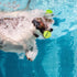 PUPTECK Squeaky Tennis Balls for Dogs, 2.5" Training Bouncy Ball Toys, 12 Packs for Fetch and Exercise