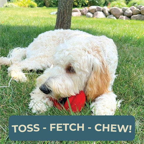 6" 3" 4" Alpha - Pacifier - Durable Long-Lasting Rubber Dog Fetch Chew Toy for Training - Choose Your Color - L W H