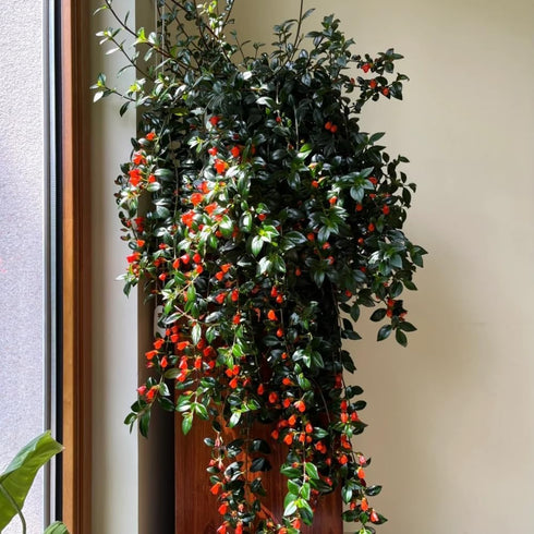 LRWI 4'' 4-7 Inch Trailing Goldfish Plant Live in Pot, Hardy Goldfish Plant for Hanging Basket, Easy-Care Houseplant