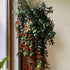 LRWI 4'' 4-7 Inch Trailing Goldfish Plant Live in Pot, Hardy Goldfish Plant for Hanging Basket, Easy-Care Houseplant