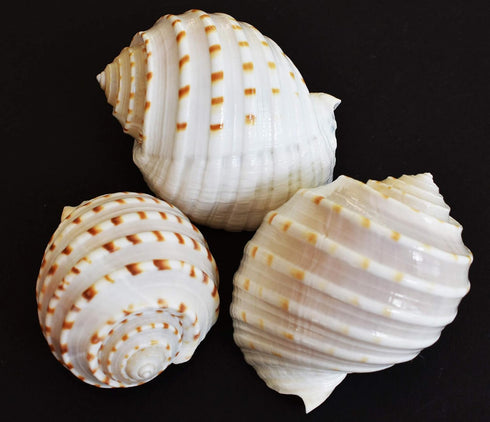 Florida Shells and Gifts Inc. Set of 3 Beautiful Tonna Tesselata Spotted Tun Shells Hermit Crab Natural