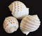 Florida Shells and Gifts Inc. Set of 3 Beautiful Tonna Tesselata Spotted Tun Shells Hermit Crab Natural