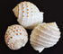 Florida Shells and Gifts Inc. Set of 3 Beautiful Tonna Tesselata Spotted Tun Shells Hermit Crab Natural