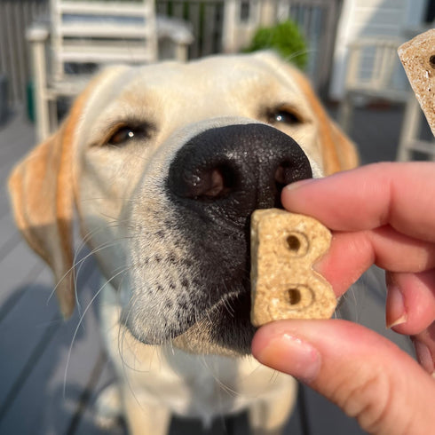 Bocce's Bakery 5 oz Coconut Macaroon Treats for Dogs: Wheat-Free, All-Natural Ingredients, Crunchy Biscuits, Baked in