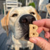 Bocce's Bakery 5 oz Coconut Macaroon Treats for Dogs: Wheat-Free, All-Natural Ingredients, Crunchy Biscuits, Baked in