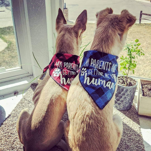 My Parents are Getting me a Human, 2 Pack Gender Reveal Dog Bandana