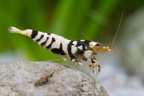 SF Aquatic 10 Black Fancy Tiger Caridina Taiwanese Bee Live Freshwater Shrimps