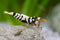 SF Aquatic 10 Black Fancy Tiger Caridina Taiwanese Bee Live Freshwater Shrimps