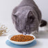 Dorakitten Ceramic Cat Food Plates for Wet Food, Wide Bowls to Stress Relief of Whisker Fatigue Cat Dishes, Shallow Bowls for Kittens and Small Animals with Non-Slip Mat