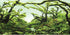 AWERT 24x12 inches Branches Aquarium Background, Chlorella Vinyl Background for Fish Tank