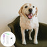 Dog Pregnancy Kit, 1 Set Fast and Accurate Detection Early Pregnancy Test Kit for Dogs and Cats