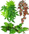 KATUMO Reptile Plants, 3 PCS Amphibian Hanging Plants with Suction Cup for
