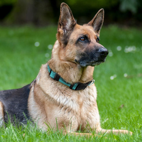 Dog Collar with Buckle, Breathable Nylon Reflective Adjustable Collars for Small, Medium, Large Dogs (Sky Blue/Large)
