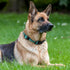 Dog Collar with Buckle, Breathable Nylon Reflective Adjustable Collars for Small, Medium, Large Dogs (Sky Blue/Large)