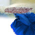 SunGrow 100 pcs Catappa Indian Almond Leaves for Betta Fish Tank, 2” Water Conditioner Leaves