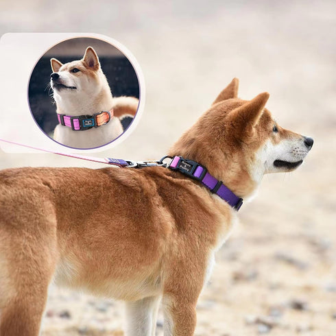 Reflective Dog Collar and Leash Set, Adjustable Purple Martingale Collar and Leash for Medium Dogs, Durable Nylon