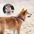 Reflective Dog Collar and Leash Set, Adjustable Purple Martingale Collar and Leash for Medium Dogs, Durable Nylon