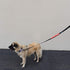 Max and Neo Leash Sleeves DO NOT PET, 1 for 1 Donation to Dog Rescues for Every Product Sold (SINGLE)