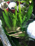 3X Marcus Fish Tanks - Java Fern Microsorum Pteropus Easy Live Aquarium Plants Aquatic Fish Tank Plants