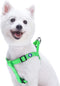 Blueberry Pet Essentials Step-in Dog Harness, Small Size, Adjustable Neon Green Vest, Classic Solid Nylon, Chest Girth