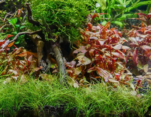 2 1 Dwarf Hairgrass Eleocharis Parvula Live Aquarium Plants Carpeting Plant for Aquatic Freshwater Fish Tank Buy GET