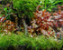 2 1 Dwarf Hairgrass Eleocharis Parvula Live Aquarium Plants Carpeting Plant for Aquatic Freshwater Fish Tank Buy GET