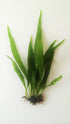 Generic Java Fern Microsorum Pteropus Easy Low Light Live Aquarium Plant - Buy