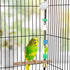 Hypeety Pet Bird Mirror with Bell, Interactive Toy for Parrots, Macaws, African Greys, Budgies, Cockatoos, Lovebirds