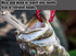 Long Nose Fishing Pliers, Stainless Steel Hook Remover Split Ring Pliers with Lanyard for Fishing