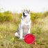 EXPAWLORER Dog Toy Ball (9.5’’ Giant Tennis Balls) for Dogs, Interactive Large Floating Toy