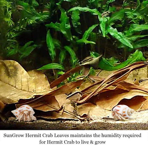 SunGrow 10 Pack Large Hermit Crab Catappa Indian Almond Leaves, 7-9 inches Long