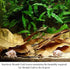 SunGrow 10 Pack Large Hermit Crab Catappa Indian Almond Leaves, 7-9 inches Long