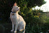 Beau's Bells Extra Loud Cat & Dog Bells, Pet Tracker, Handmade Copper (Medium)