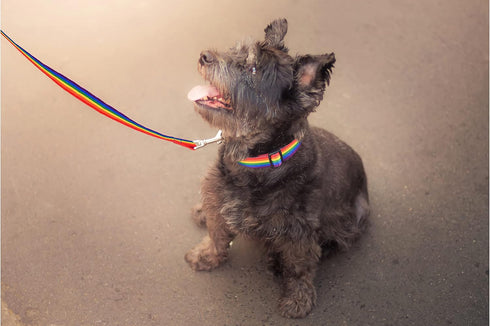 Rainbow Pet Collars for Dogs and Cats, LGBTQ Accessories, Gay Pride Pride Flag Collar, Large Size