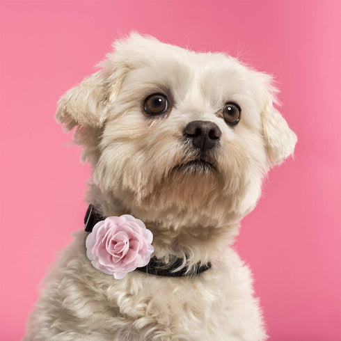 Leinuosen 14 Pcs Flower for Dog Collar, Multi Color Bow Tie for Cat Puppy Dog Grooming Accessories