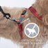 EzyDog Crosscheck Harness - Dog Training No Pull Harness, Escape Proof, Reflective, Comfortable Fit (S, Blue)