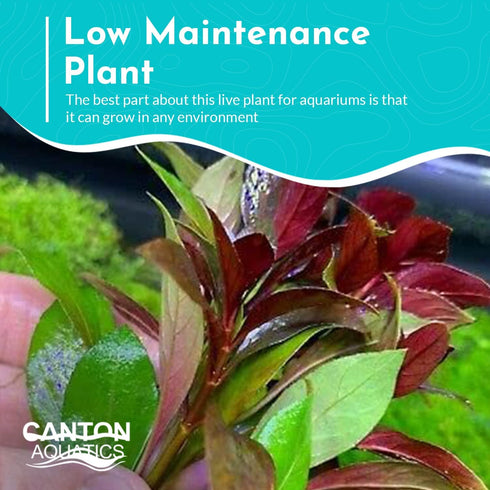 Summer Live Aquarium Ludwigia Repens Plants - Great Background for Fish - Long Lasting & Easy to Maintain - Suitable