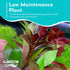 Summer Live Aquarium Ludwigia Repens Plants - Great Background for Fish - Long Lasting & Easy to Maintain - Suitable