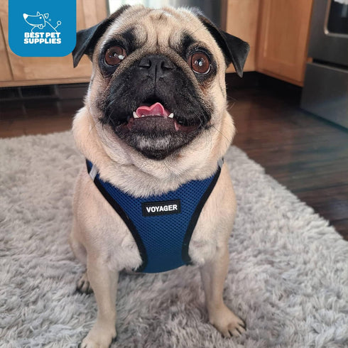 Voyager Step-In Air Dog Harness - No Pull, Reflective, for Small and Medium Dogs, Blue/Black Trim