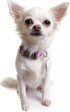 DOOG - Soft and Breathable Neoprene Padded Adjustable Dog Collar Available: XSmall, Small, Medium, and Large Dogs and Puppies for Walking, Running, Water Friendly Pool Lake Beach Swimming