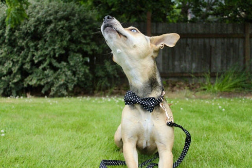 Unique Style Paws Cotton Dog Collar with Bow, Black White Round Dot for Small Medium Large Boys Girls