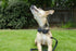 Unique Style Paws Cotton Dog Collar with Bow, Black White Round Dot for Small Medium Large Boys Girls