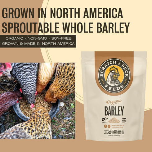 10 lbs 8.5% Scratch and Peck Whole Barley Chicken, Duck and Livestock Supplemental Grain - Bag - Protein, Certified