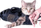 Cat Grooming Bag - Pet Carrier Grooming Bags for Washing, Bathing, Nail Trimming, Mesh Cat Bathing Bag with Interior