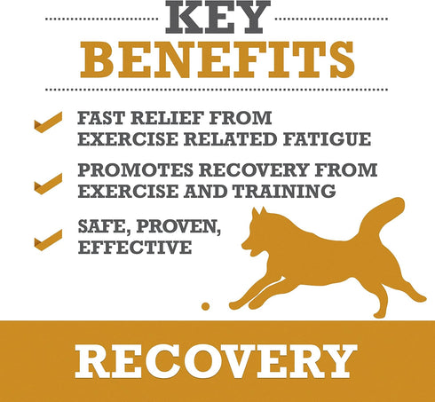 WINPRO Recovery Chews for Dogs | Plasma-Powered for Active Dogs | Immune System Support | 60 Count, Made in USA