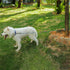 Chew Proof 6FT Dog Leash, Heavy Duty Metal Cable Lead Made of Coated Wire Rope for Large Dogs and Puppies